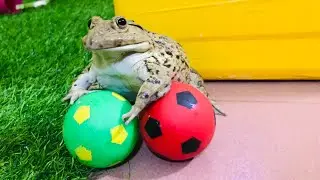 Amazing goalkeeper frog / funny frog 🐸