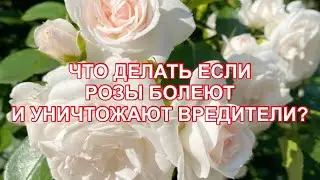 ЧТО ДЕЛАТЬ ЕСЛИ ВАШИ РОЗЫ БОЛЕЮТ И УНИЧТОЖАЮТ ВРЕДИТЕЛИ?