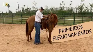 Os primeiros flexionamentos na doma