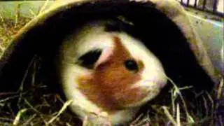 Guinea Pig Sneeze :-)