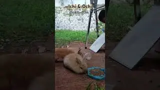 Bunny, Bunnies, Kelinci, Anak Kelinci🐇 - Uwais Huda membersihkan sisa makan⁉️ #kelinci #kelincilucu