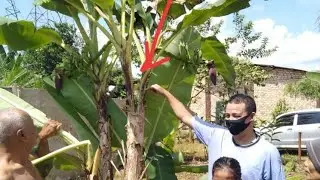 Info terbaru batang hari | penemuan pohon pisang bercabang dua