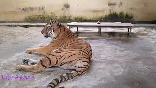 Angry Royal Bengal Tiger || Tiger inside the cage || BiBi Animals