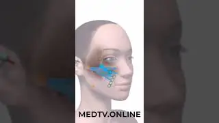 Средняя треть, контурная пластика