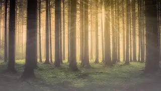 За деревьями леса не видно