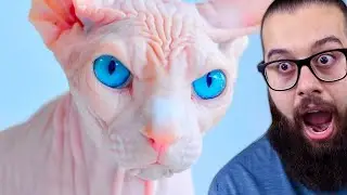 7 raças de GATO mais BIZARRAS do mundo