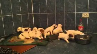 щенята алабая