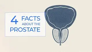 4 Fascinating Facts About the Prostate