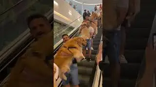 It's not something you always see😍✨ #tiktok #shorts #viral