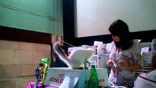 Первые награды на выставке