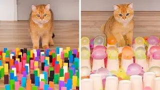 Moments My Kitten Made Me Question Their IQ