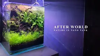 Nano Cube Tank Aquascape 16L Before Trimming