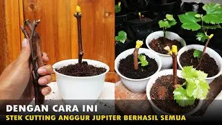 HOW TO PLANT A GRAPE FROM CUTS