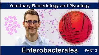 Enterobacterales - non-E. coli (Part 2) - Veterinary Bacteriology and Mycology