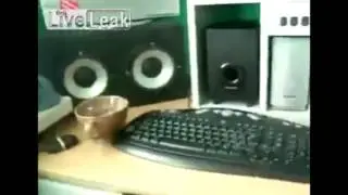 fireflies vs speakers