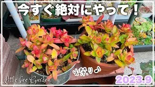 [Succulents] Make the fire festival cute for the winter ❣️ [Gardening]