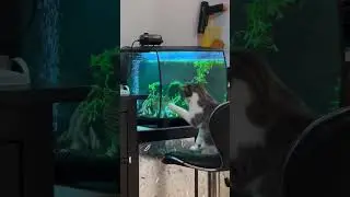 I can catch a fish