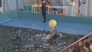 Карадагский дельфинарий