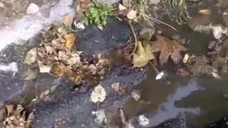 А ВОЗ И НЫНЕ ТАМ