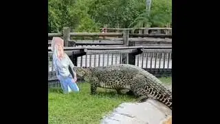 Крокодил набросился на девушку.