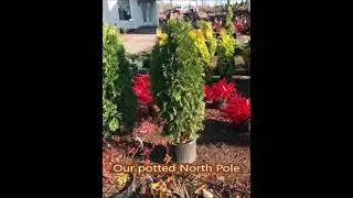 Screening Tree Inventory  will be tight in 2021     especially Green Giant Arborvitae