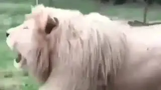У Льва выходной: )