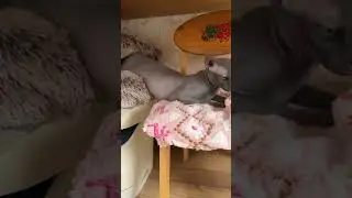 Колбаска😁 #hairlesscat #shortsvideo #sphynx #cat #cute #funny #сфинкс