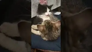 Наши милашки