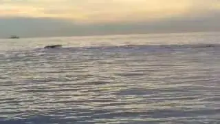 Whale watching San Diego January 2015