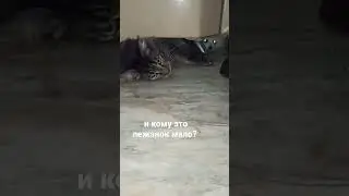 and who is not enough beds? #шортс #animals #животные #тикток #tiktok #собака #кот #рекомендации #tt