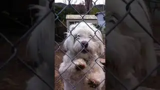 Let Me In...I Mean Out Puppy Is Stuck On The Wrong Side Of Te Fence