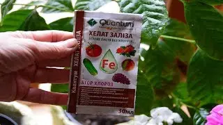 Iron chelate to help indoor plants