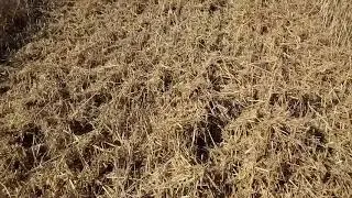 КУБУС: Збір пшениці. 68ц/г 22.07.18
