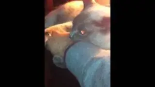 Werecat