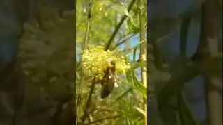 Honey productivity of WILLOW 