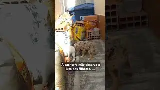 A Cachorra Mãe observa seus filhotes lutando #cachorrada #filhotesfofinhos #pets