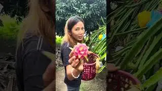 Napan nak nagburas ti dragon fruit ti karruba inpakadak jay puon na