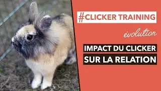 JE DÉBUTE LE CLICKER TRAINING AVEC MON LAPIN NAIN - Évolution sur plusieurs jours