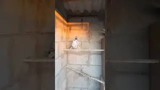 Иранцы!!! Молодые, Первая линька.