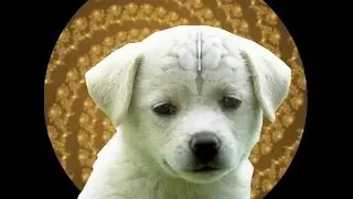 Animal Mind hypnosis routine
