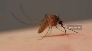 Комары! Почему так больно кусают?  Mosquitoes! Why so painful bite?
