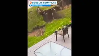 Monster Storm Destroys Yard