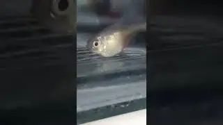 нерест Тетра фона