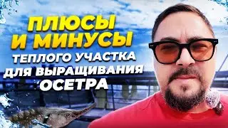 Плюсы и минусы теплого участка для выращивания осетра