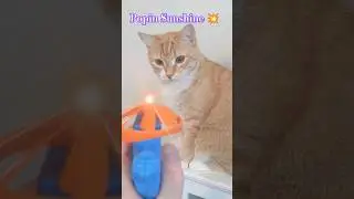 Pop Goes the CAT 4: The reckoning 