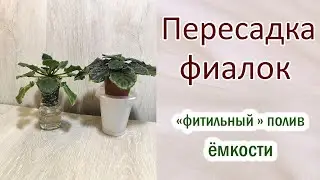 Пересадка фиалки на 