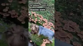 Как правильно собирать и готовить осенние опята 👍