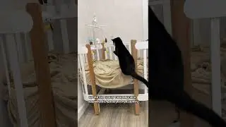 КОТЫ СПЯТ С НОВОРОЖДЕННЫМ РЕБЕНКОМ? #животные #кот #смешныеживотные #добро #котики