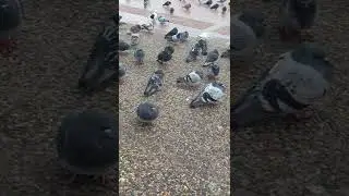 Сизый голубь символ 🌍 мира 