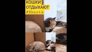 КОШКИ ОТДЫХАЮТ 